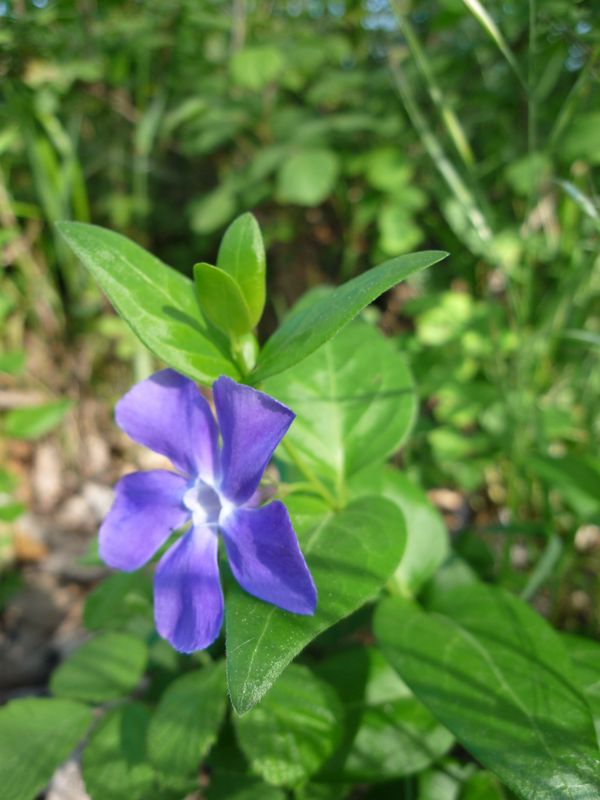 Vinca herbacea?